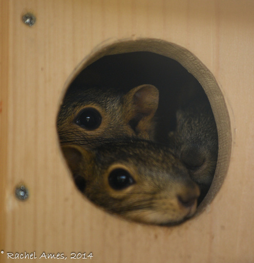 Squirrels