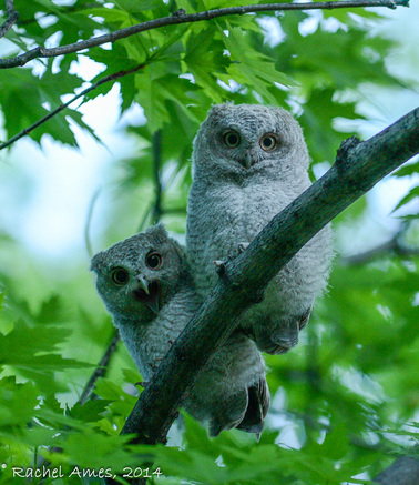 owlets