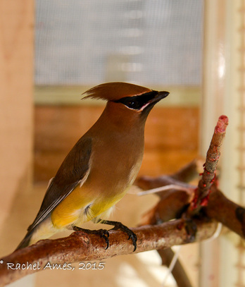 Cedar Waxwing