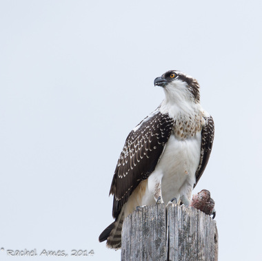 Osprey and fish