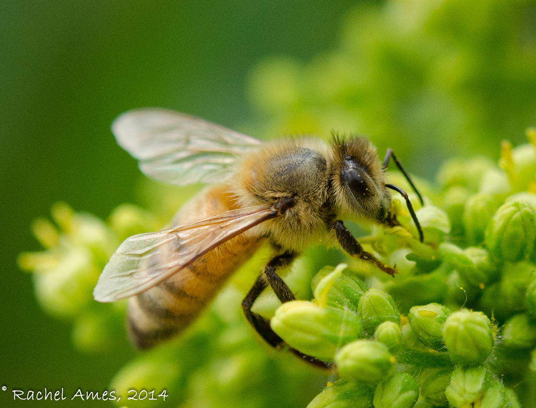 Bee