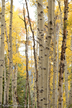 Aspens at Horseshoe Park