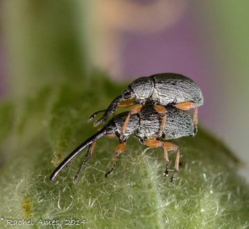 Hollyhock Weevil