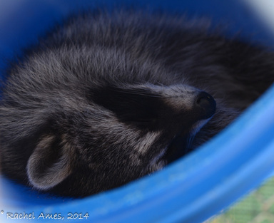 raccoon