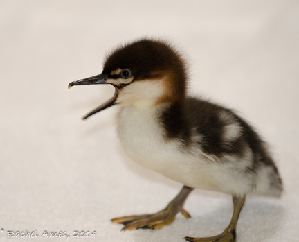 merganser duckling