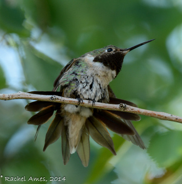 Broad-tailed Hummingbird